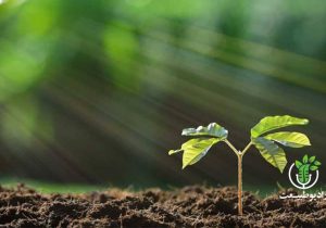 خاک، گنجینه‌ای در خطر: نگاهی به آلودگی خاک و تبعات آن