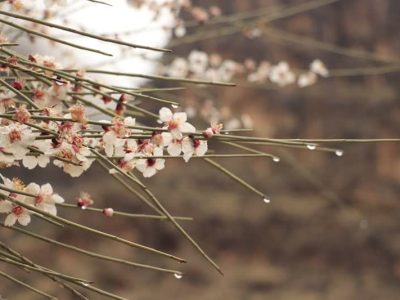آغاز شکفتن بهار فیروزآباد فارس