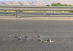 خطر پراکنی درمحور شیراز-سروستان زنگ خطری برای مسئولان