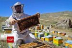 طرح ملی سرشماری زنبورستان‌های بیضا همزمان با دیگر نقاط کشور آغاز شد